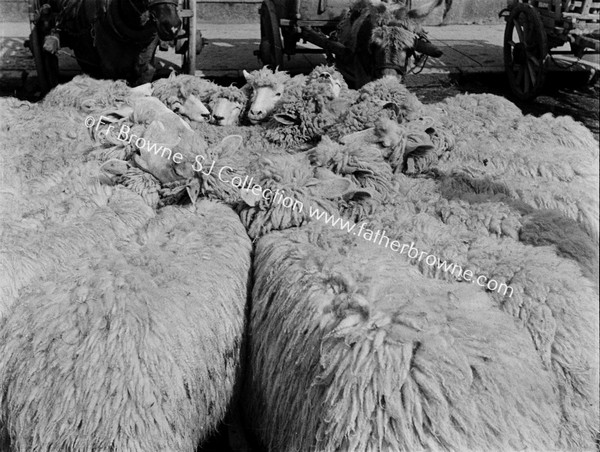 MARKET SQUARE CIRCLE OF SHEEP